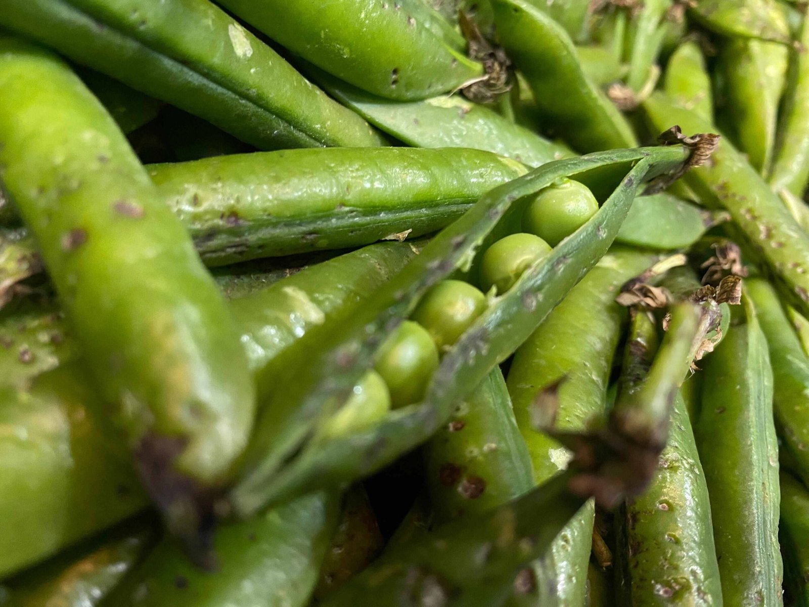 Factors Influencing Grocery Shopping Behavior