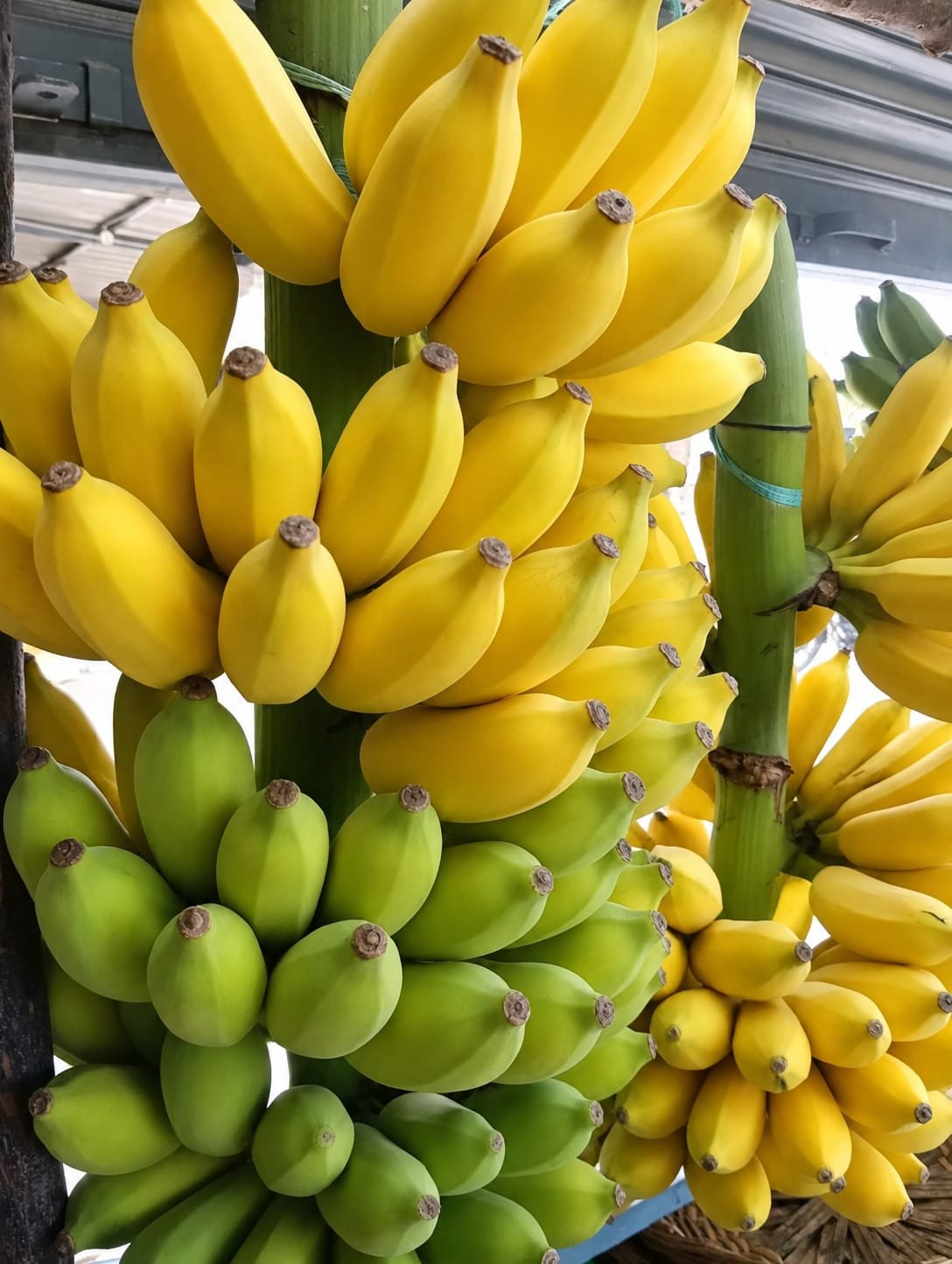 Honey Banana (தேன் வாழை)