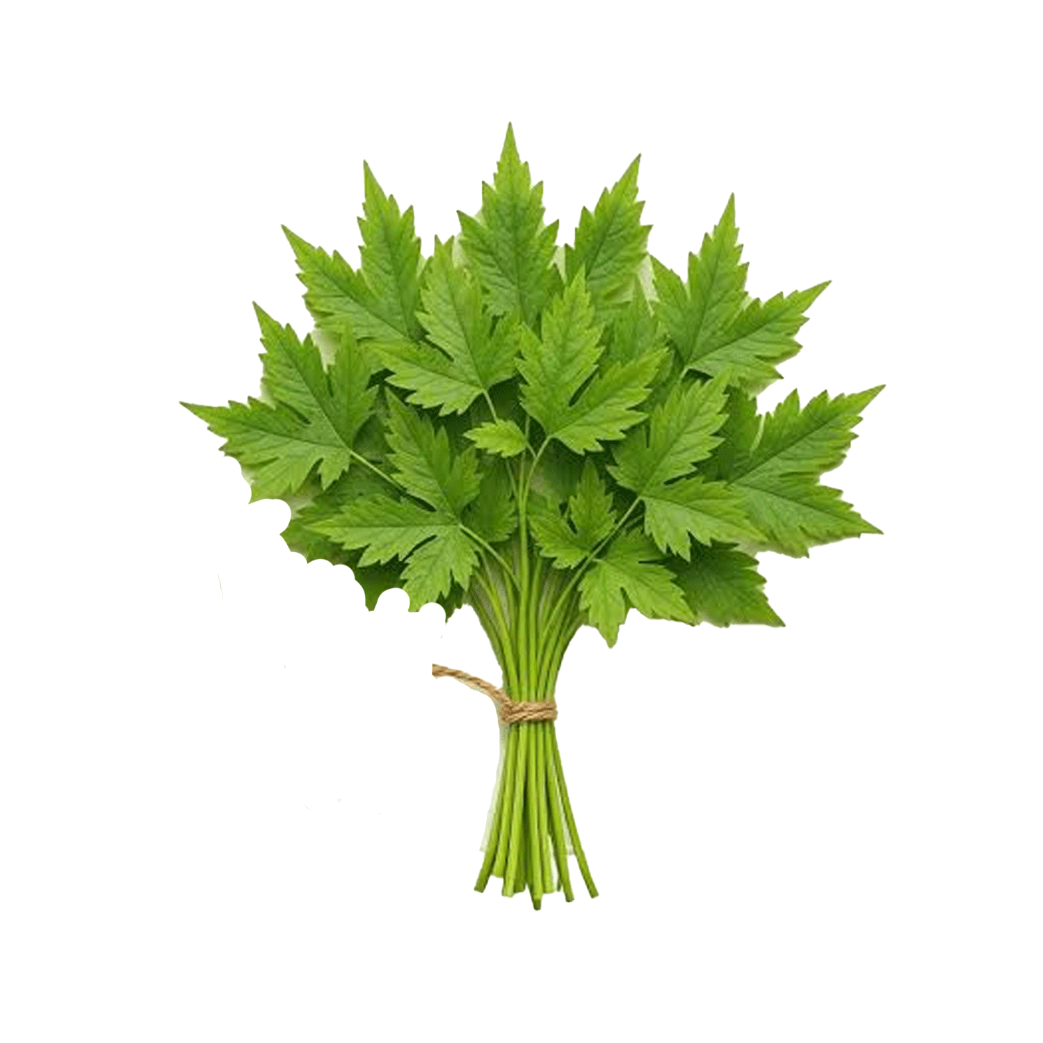 Mudakathan Keerai (முடக்கத்தான் கீரை) - 1pcs