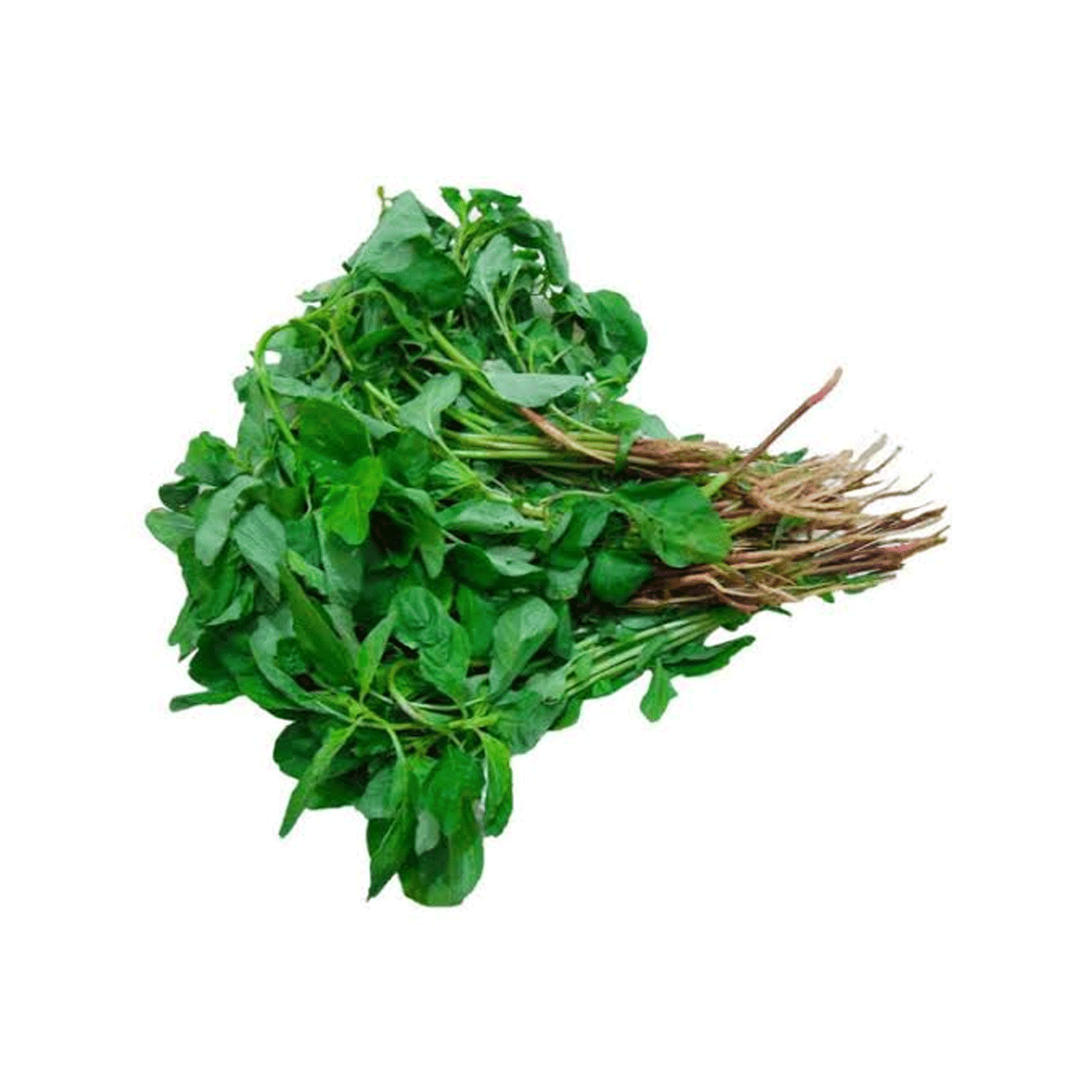 Siru Keerai (சிறுகீரை) - 1pcs