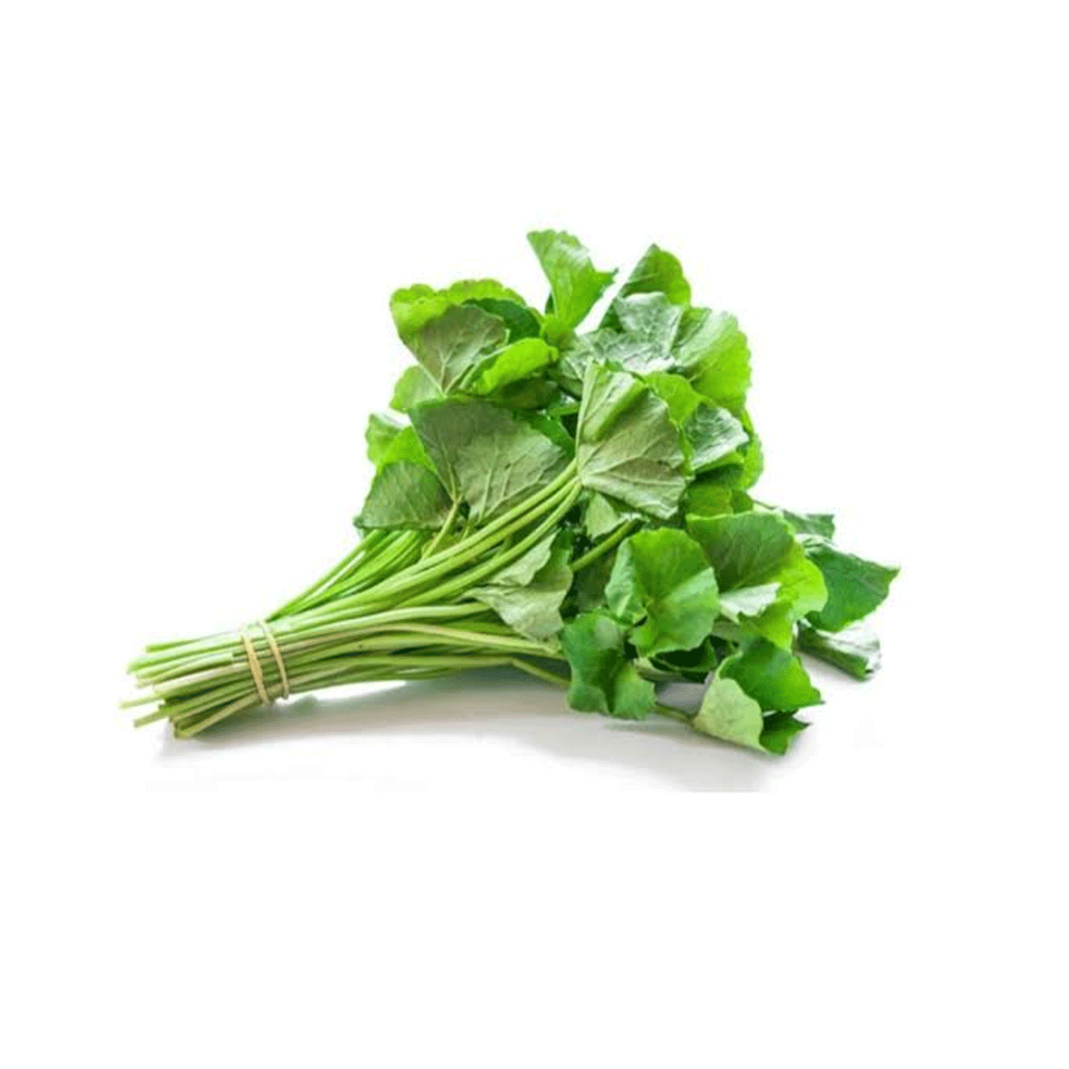 Gotu Kola (வல்லாரைக்கீரை) - 1pcs
