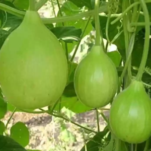 Bottle Gourd (சுரைக்காய்)