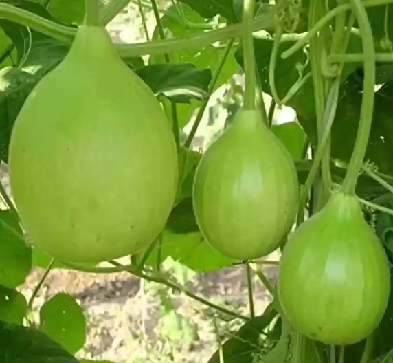 Bottle Gourd (சுரைக்காய்)