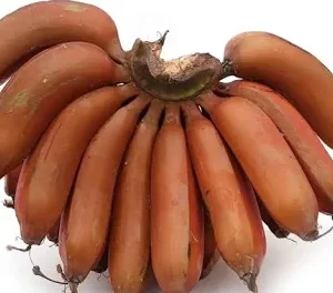 %e0%ae%9a%e0%af%86%e0%ae%b5%e0%af%8d%e0%ae%b5%e0%ae%be%e0%ae%b4%e0%af%88-red-banana
